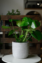 Lade das Bild in den Galerie-Viewer, Monstera x Fensterblatt