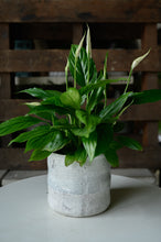 Lade das Bild in den Galerie-Viewer, Peace Lily x Spathiphyllum