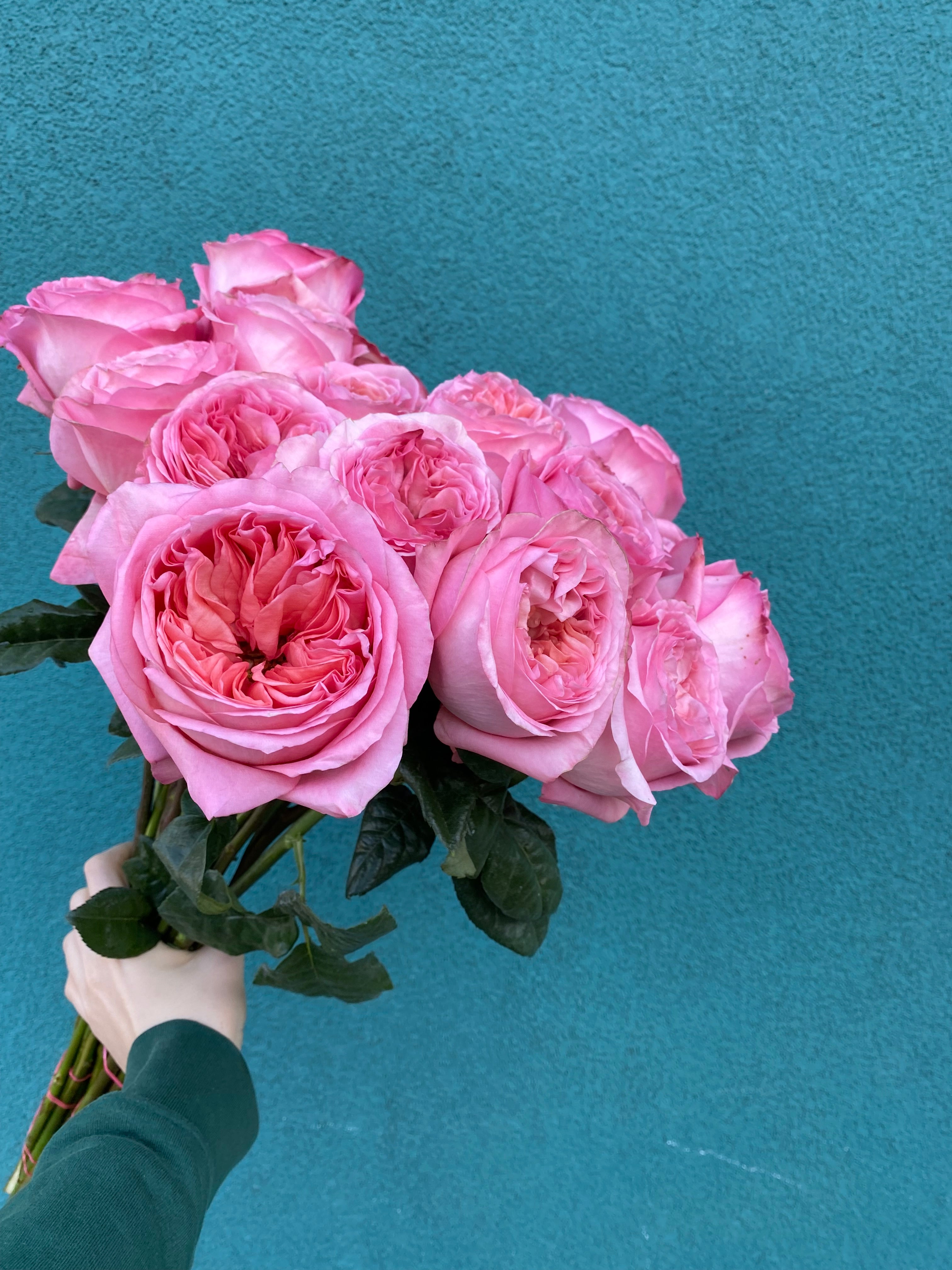 Roses