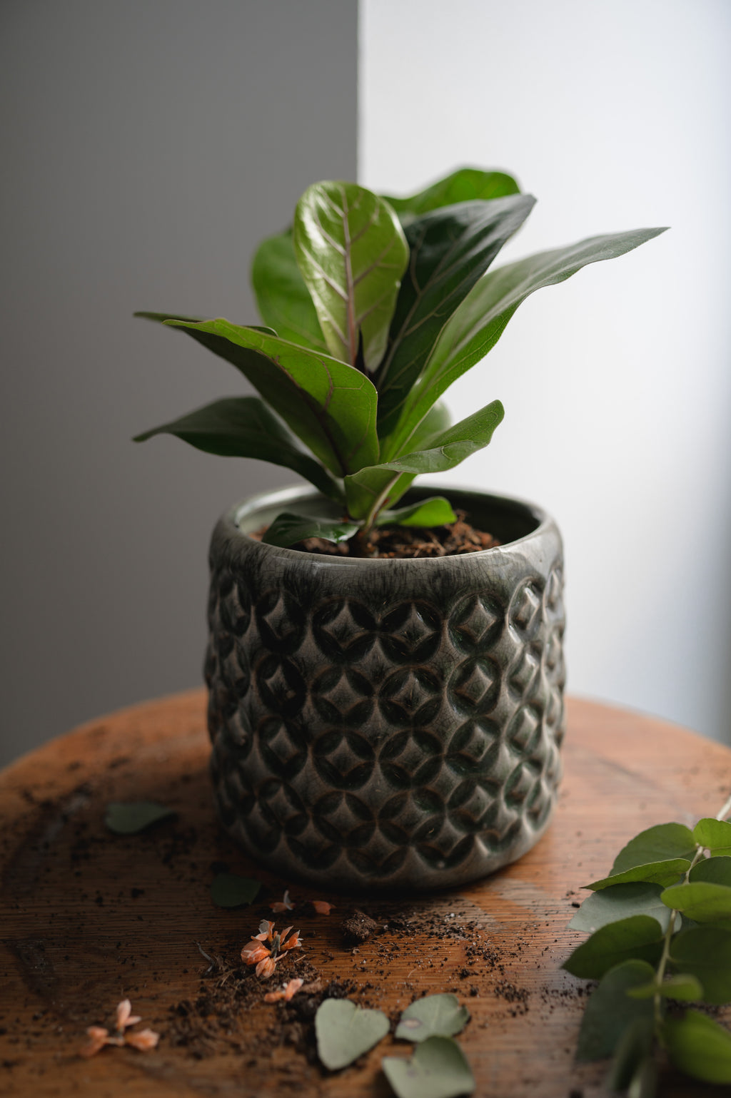 Fiddle-Leaf Fig x Ficus Lyrata