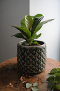 Fiddle-Leaf Fig x Ficus Lyrata