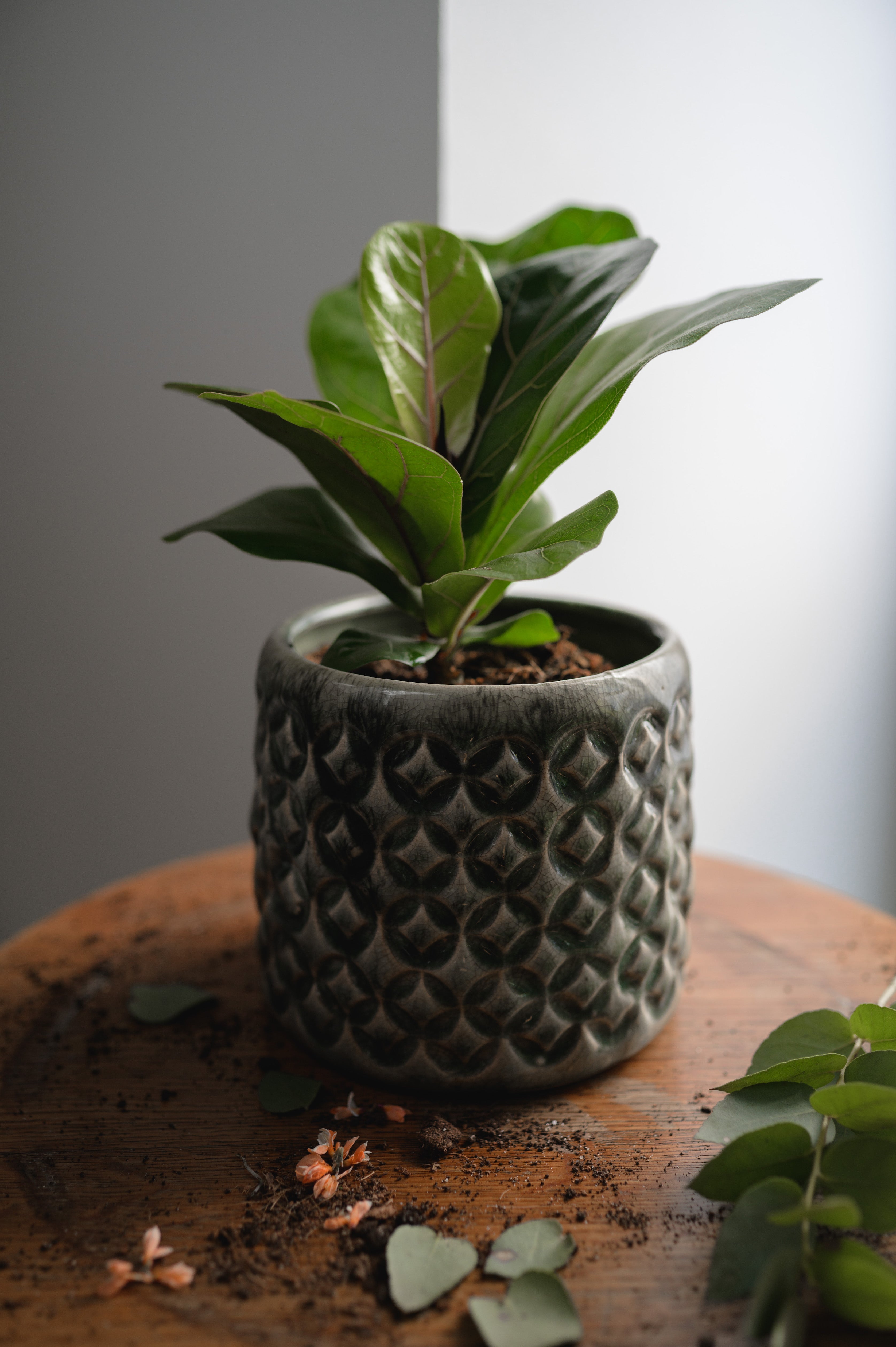 Fiddle-Leaf Fig x Ficus Lyrata