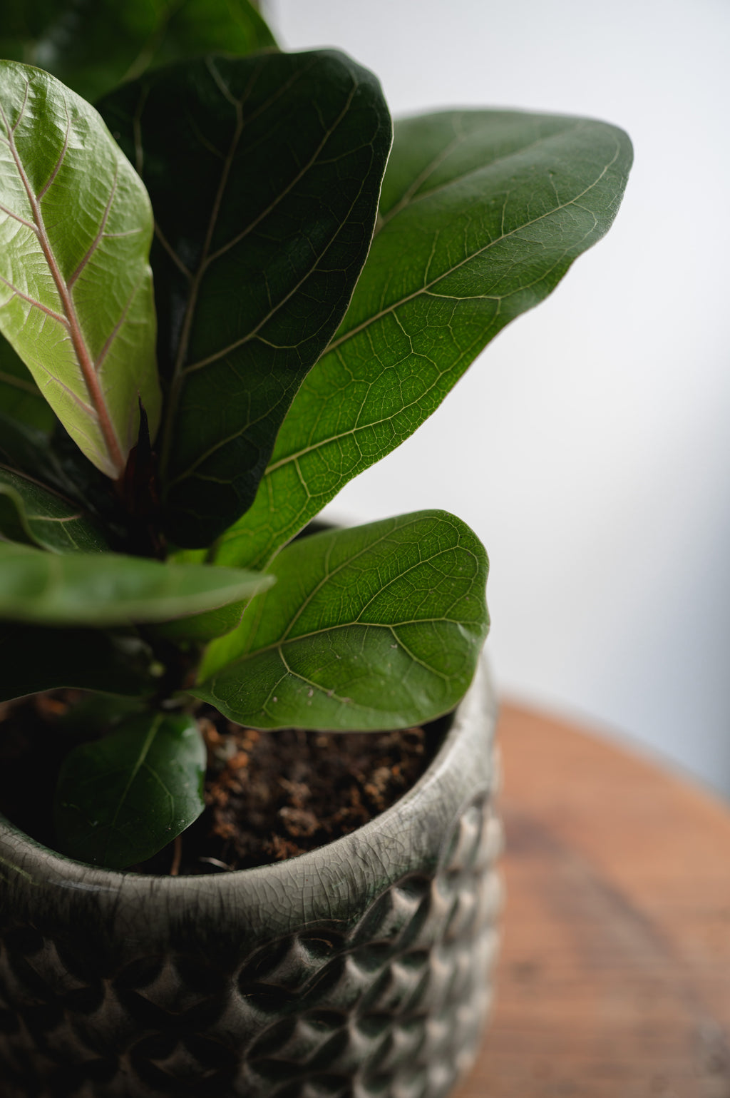 Fiddle-Leaf Fig x Ficus Lyrata