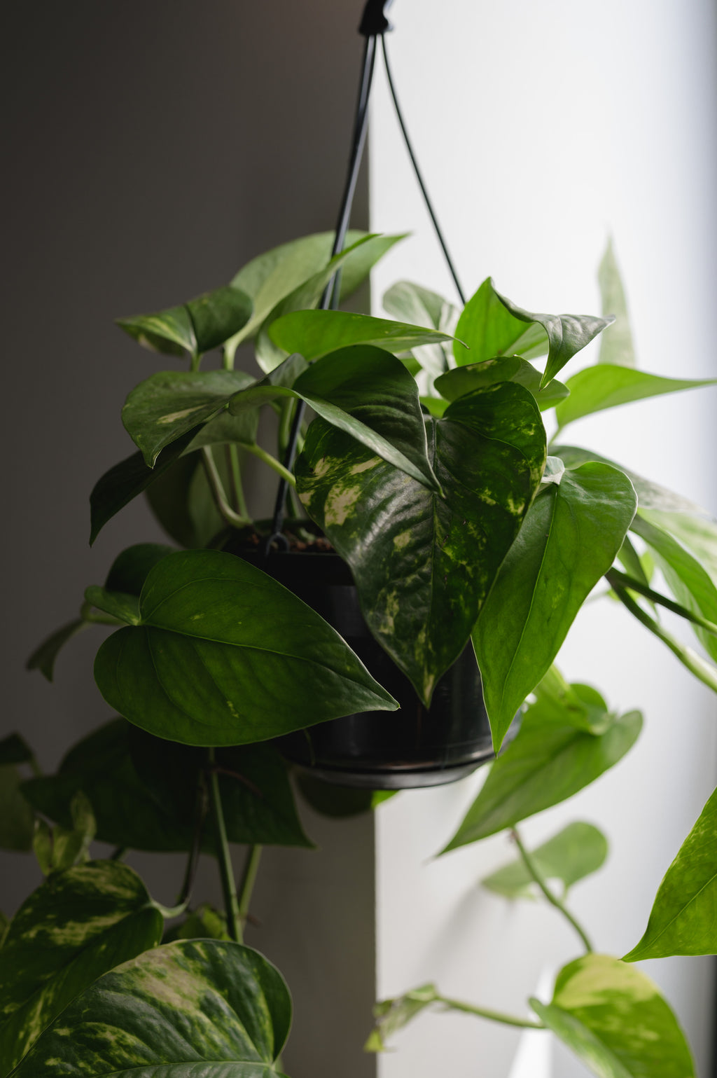 Pothos
