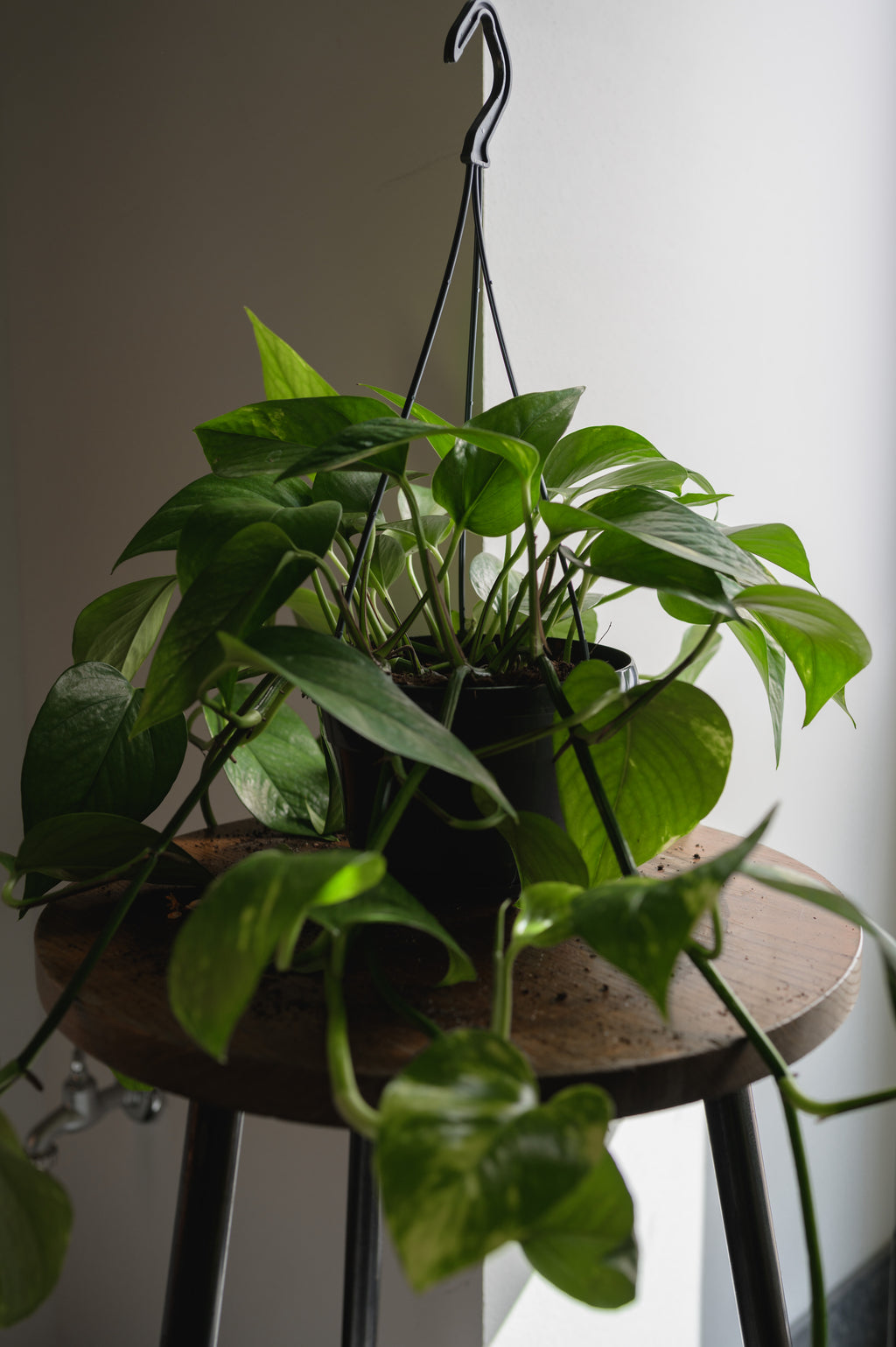 Pothos