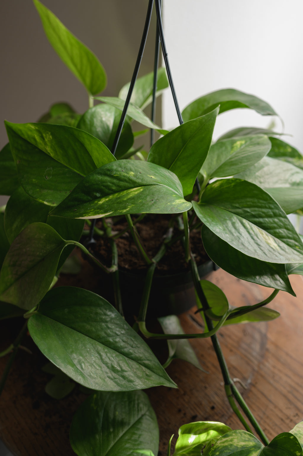 Pothos