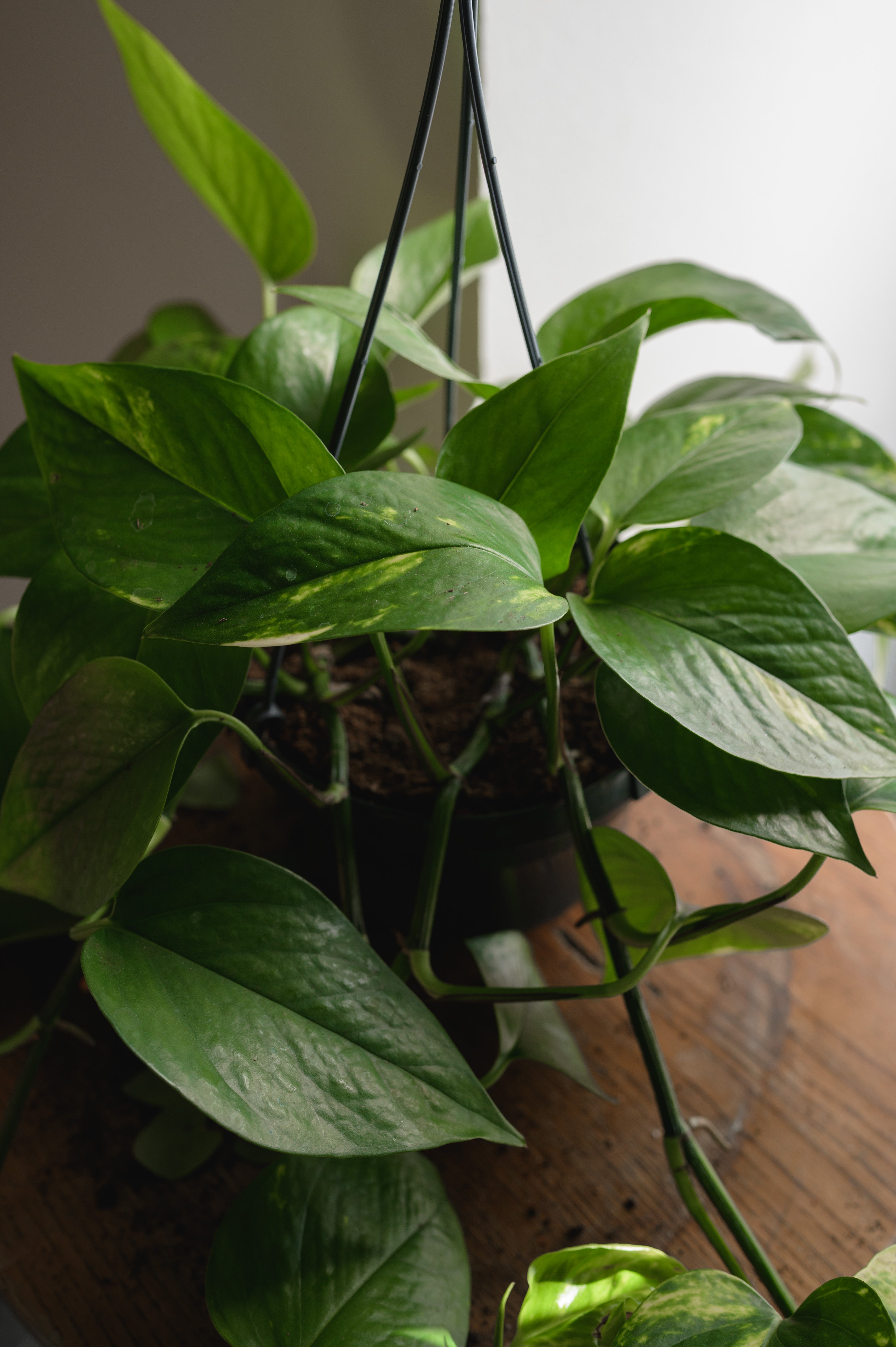 Pothos