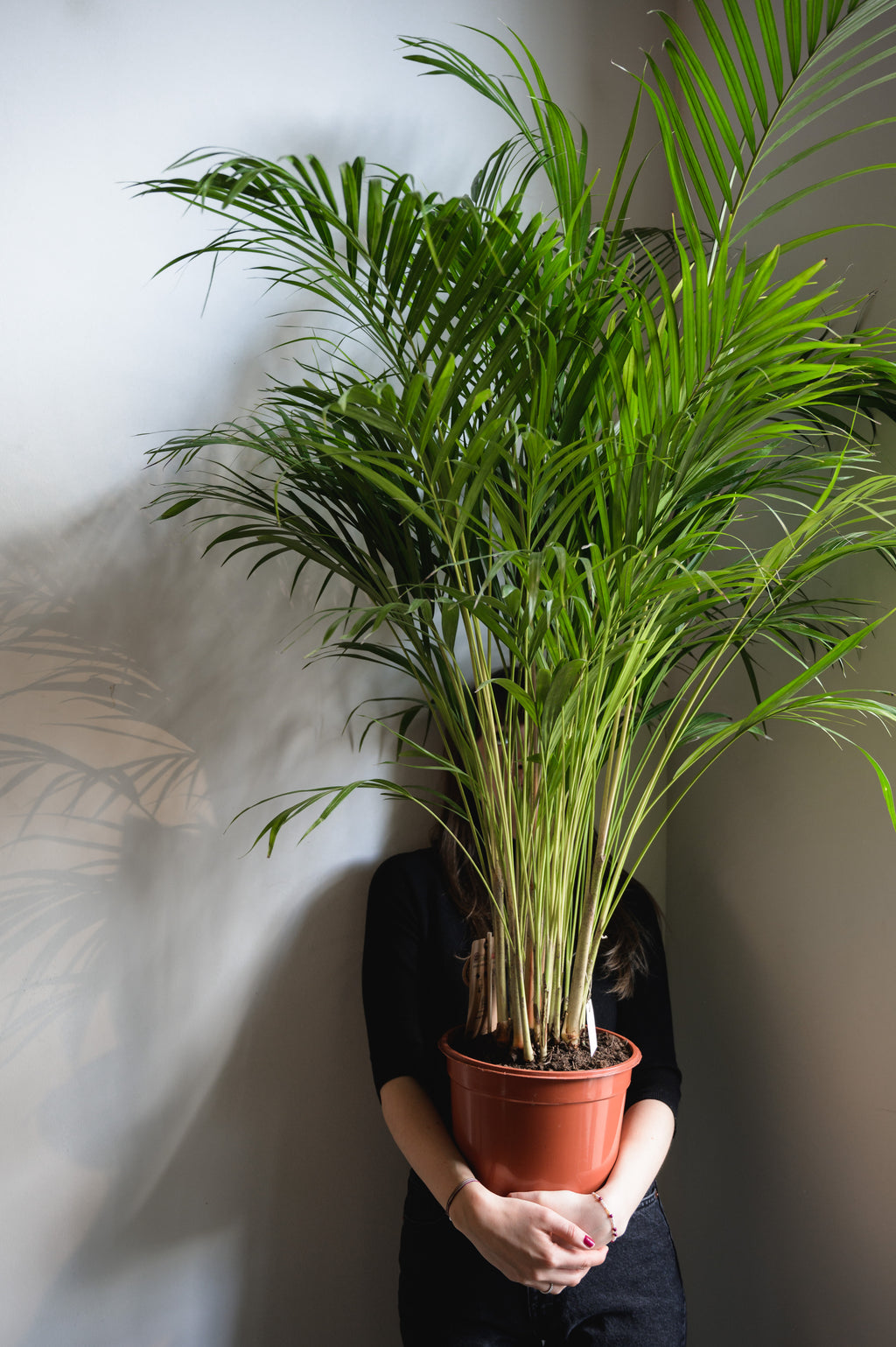 Areca palm x Areca palm