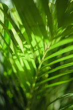 Lade das Bild in den Galerie-Viewer, Goldfruchtpalme x Areca - Palme
