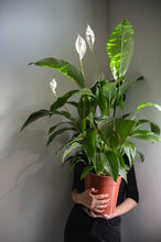Lade das Bild in den Galerie-Viewer, Peace Lily x Spathiphyllum
