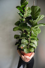 Lade das Bild in den Galerie-Viewer, Geigenfeige x Ficus Lyrata
