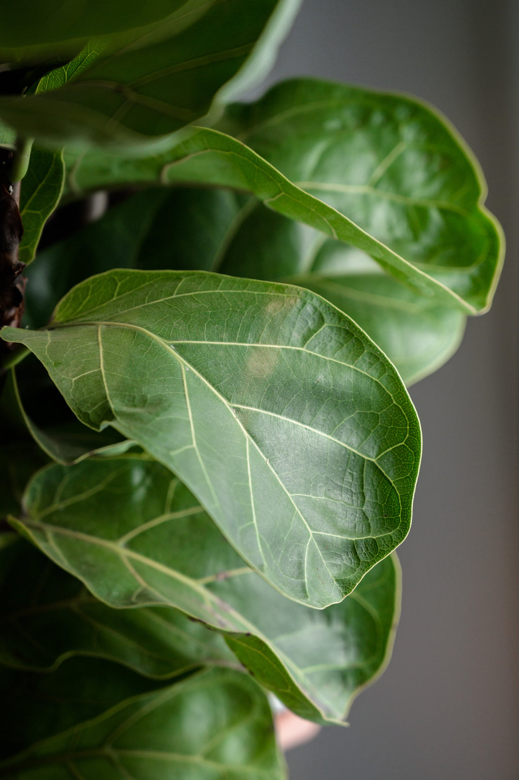 Fiddle-Leaf Fig x Ficus Lyrata