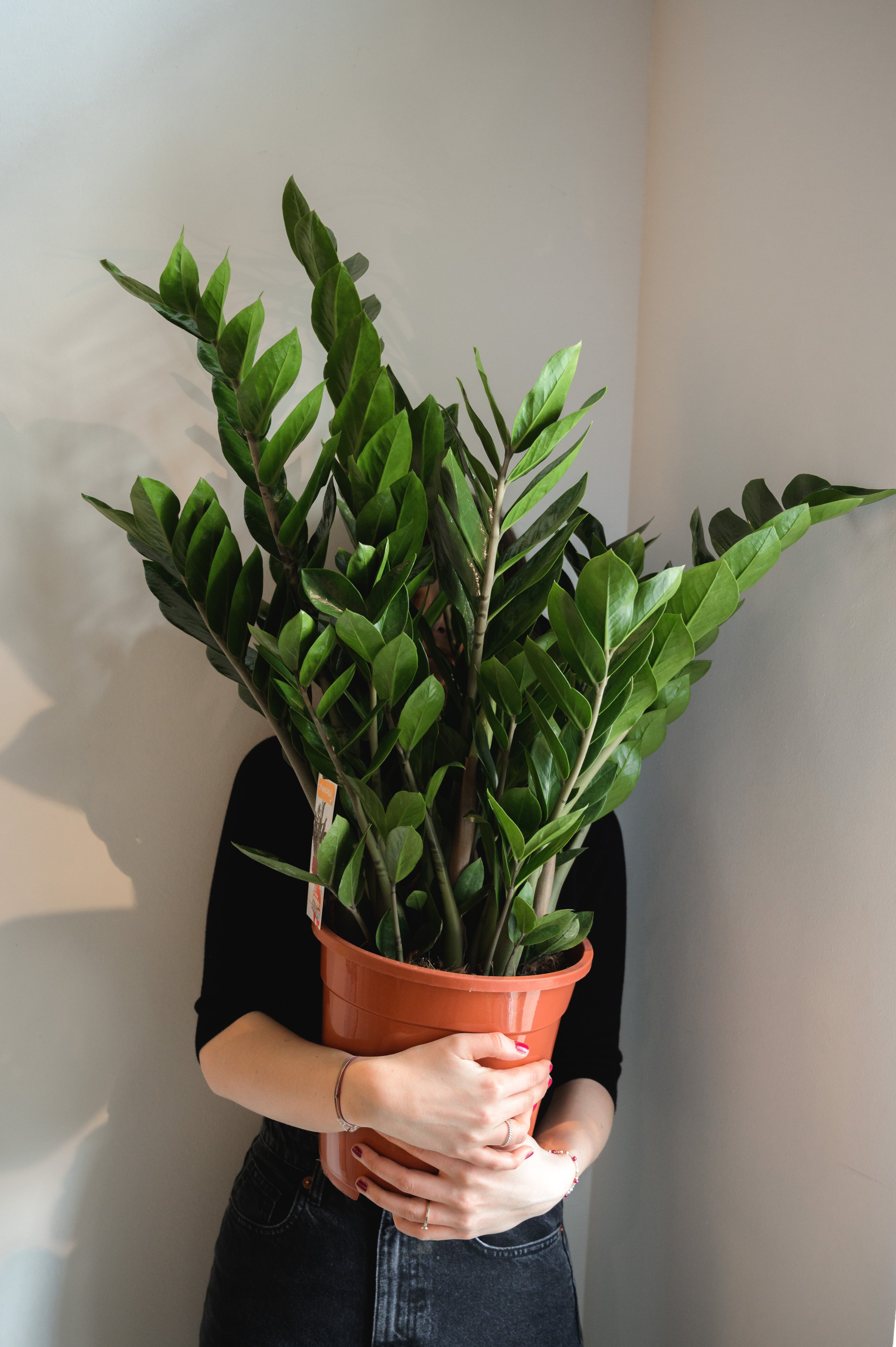 Zamioculcas x Zamioculcas