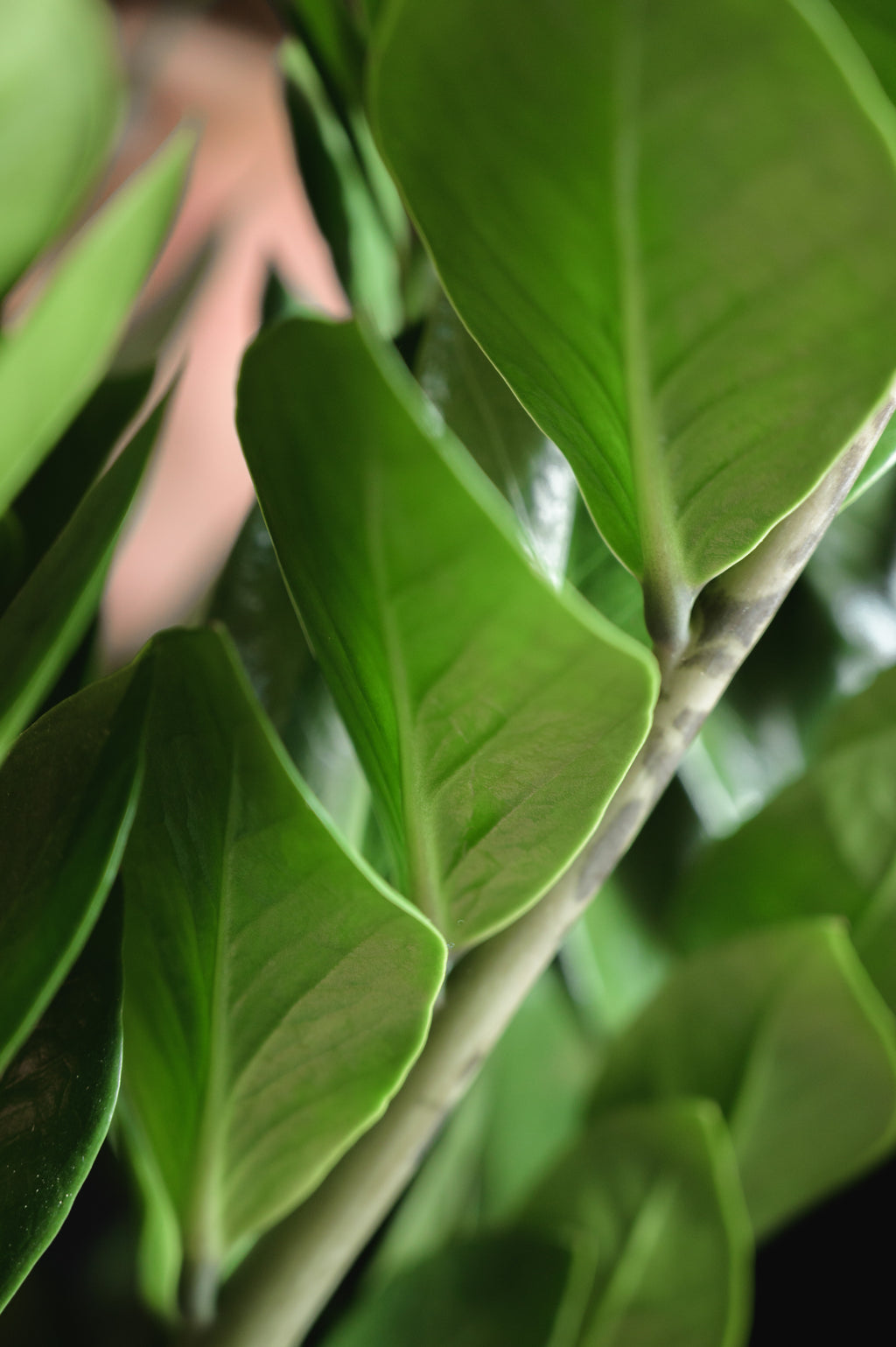Zamioculcas x Zamioculcas