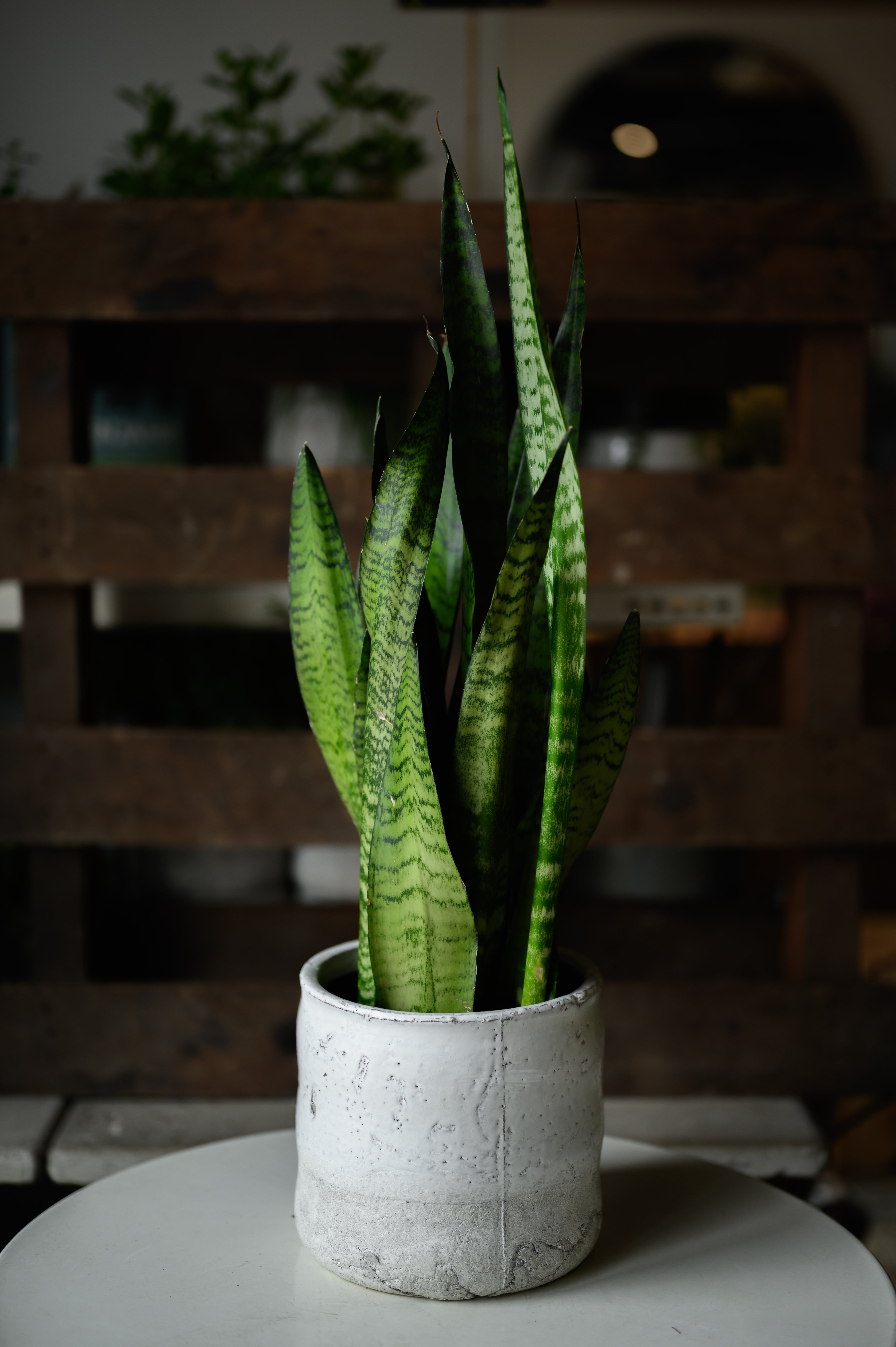Mother-in-law's tongue x Sansevieria zeylanica
