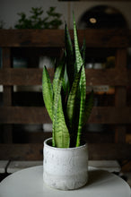 Lade das Bild in den Galerie-Viewer, Bogenhanf x Sanseveria Zeylanka

