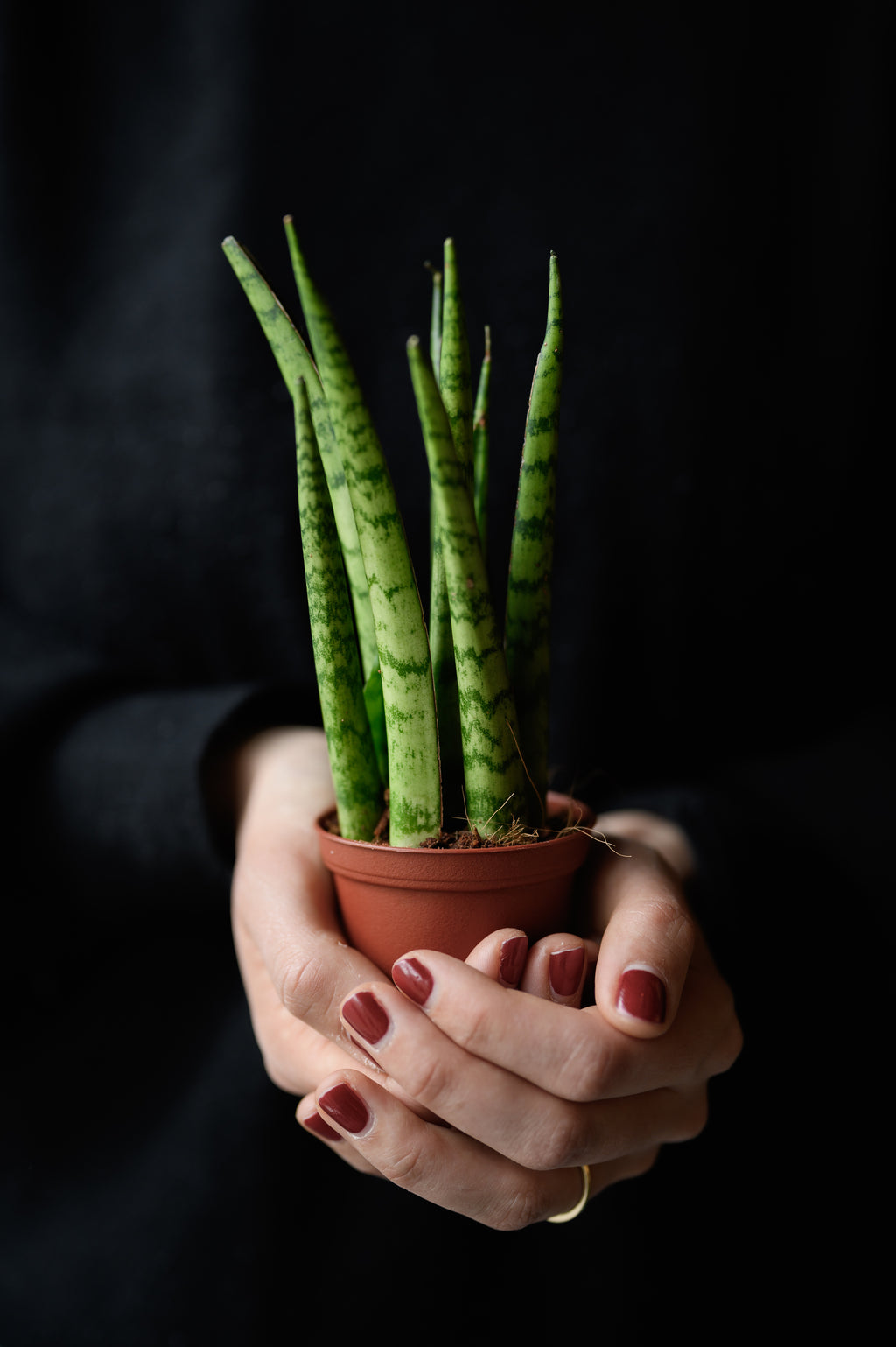 Mother-in-law's tongue x Sansevieria zeylanica
