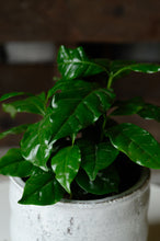 Lade das Bild in den Galerie-Viewer, Coffea Arabica
