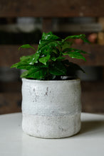 Lade das Bild in den Galerie-Viewer, Coffea Arabica
