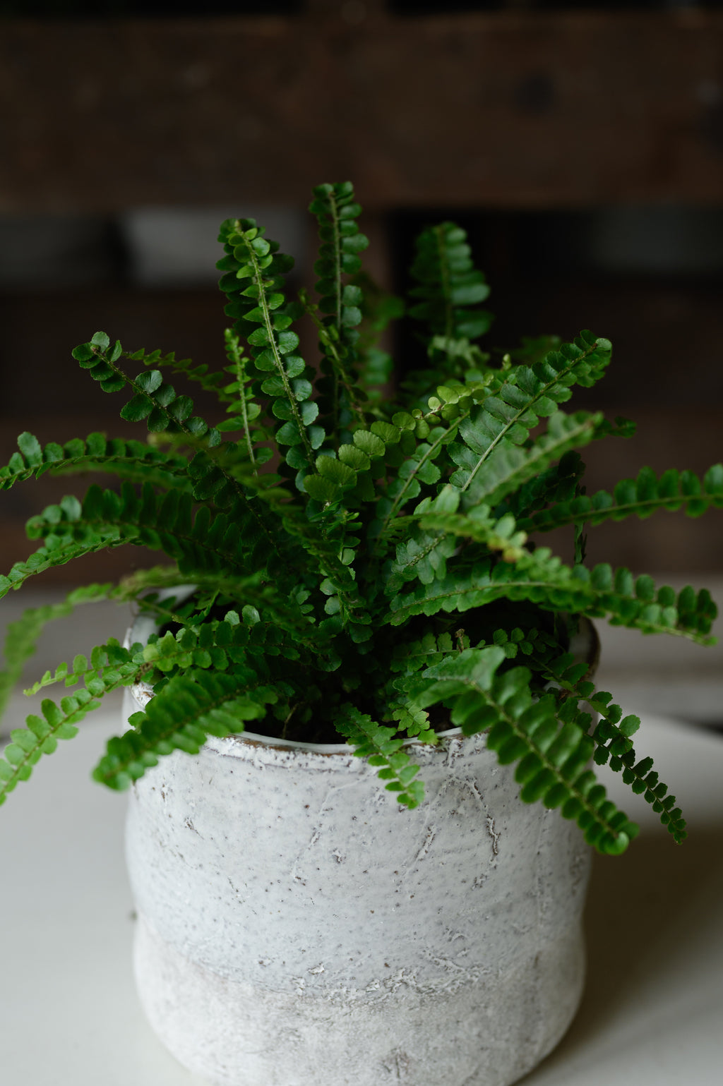 Fern