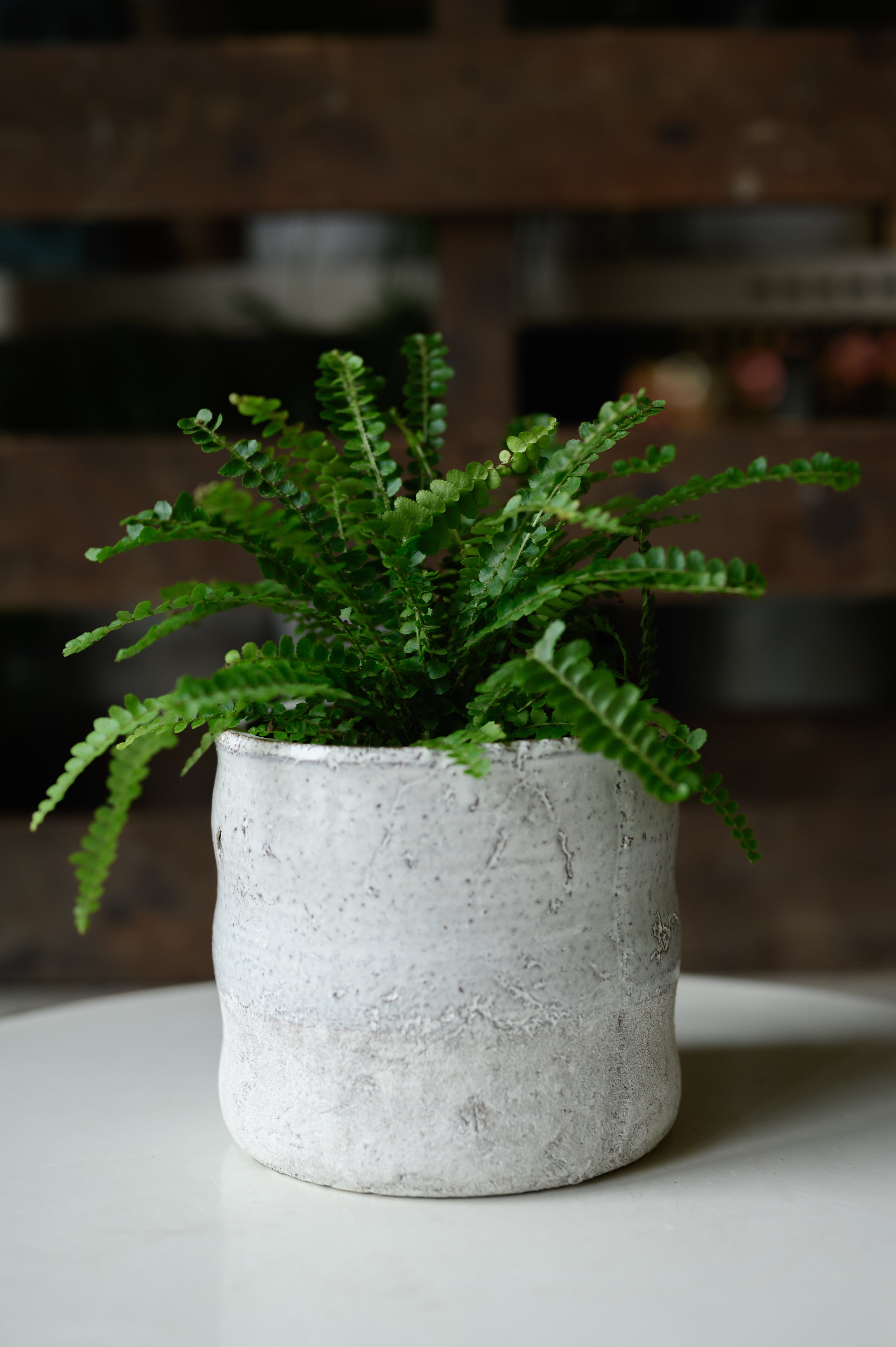 Fern