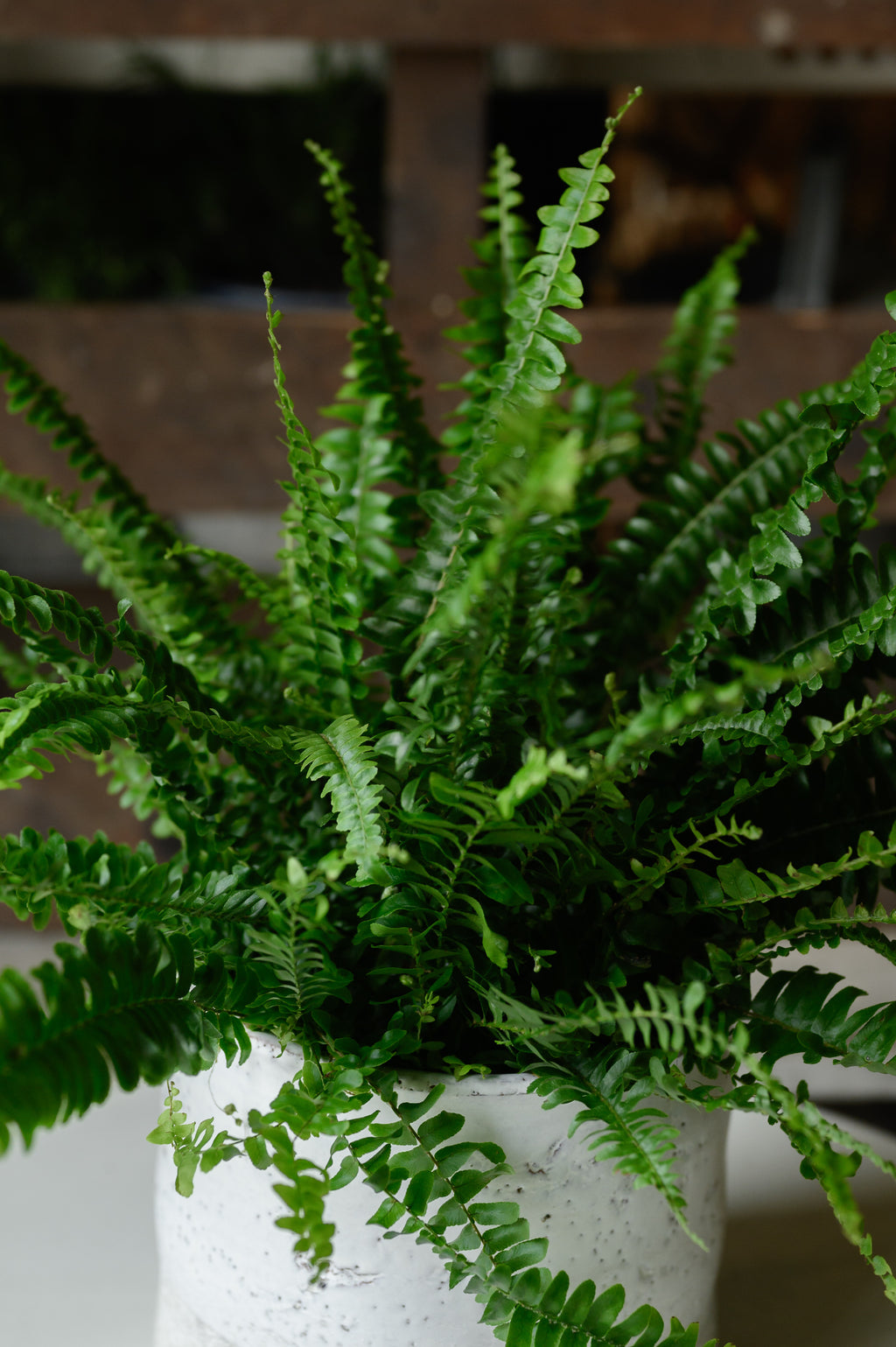Fern