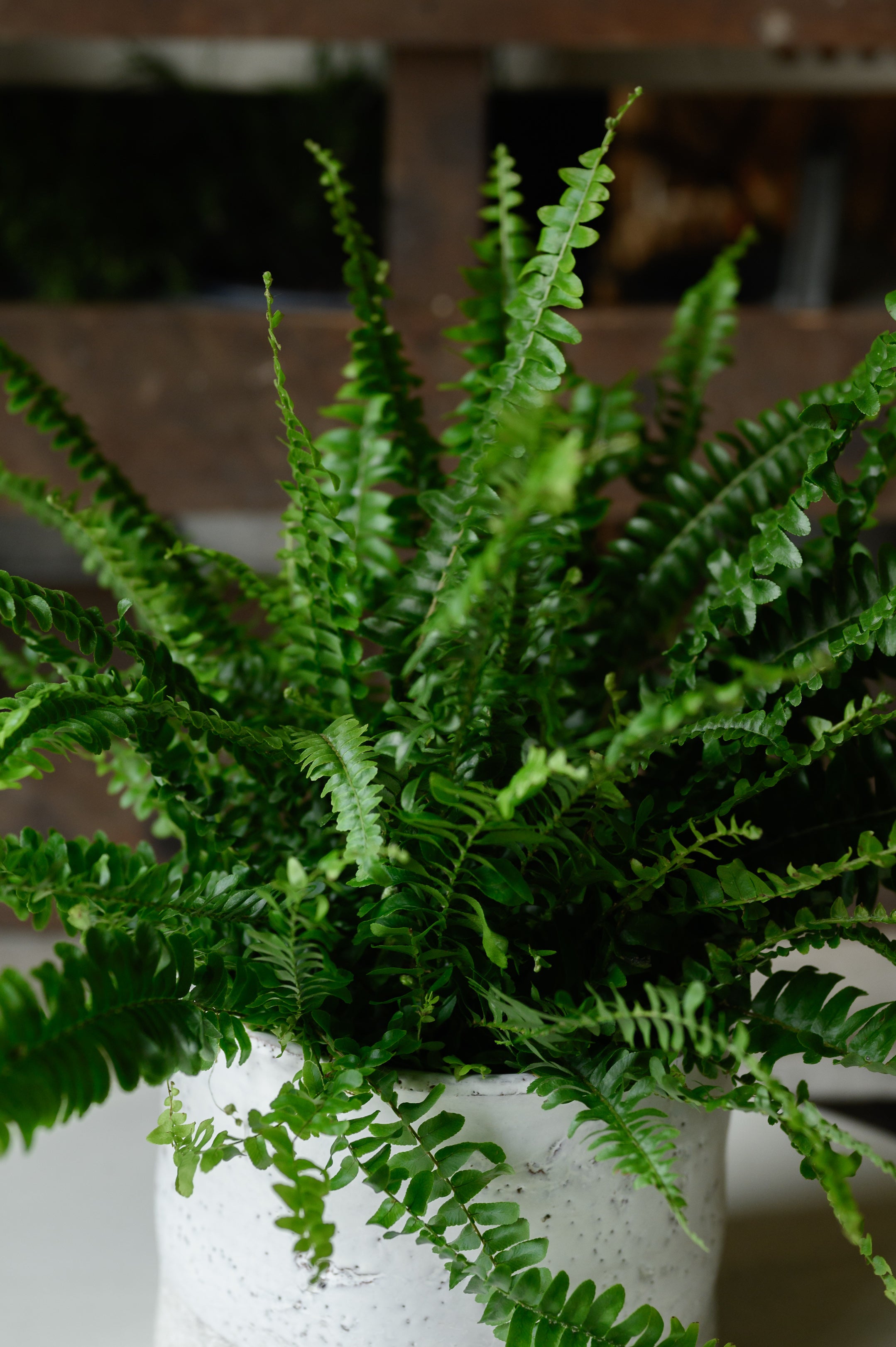 Fern