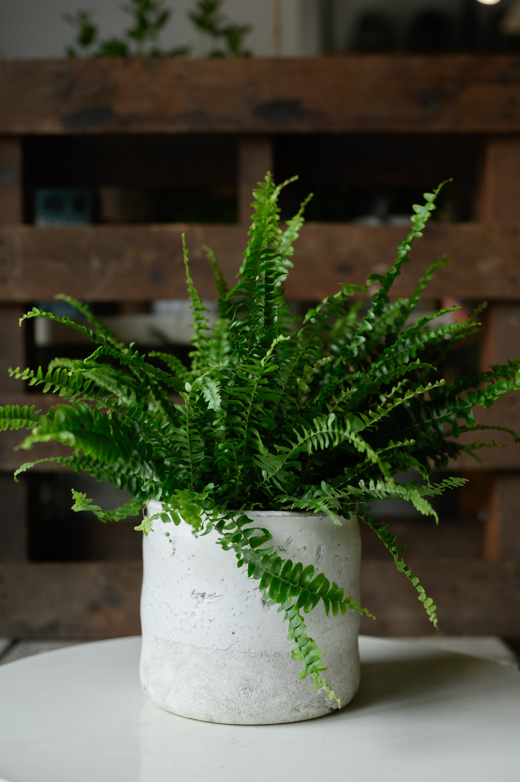 Fern
