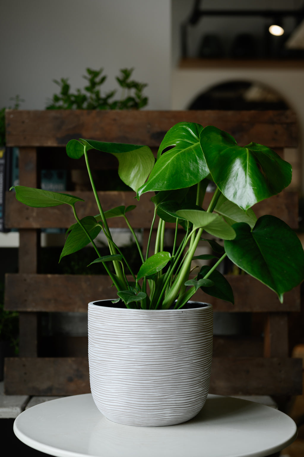 Monstera x Swiss Cheese Plant
