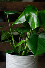 Lade das Bild in den Galerie-Viewer, Monstera x Fensterblatt
