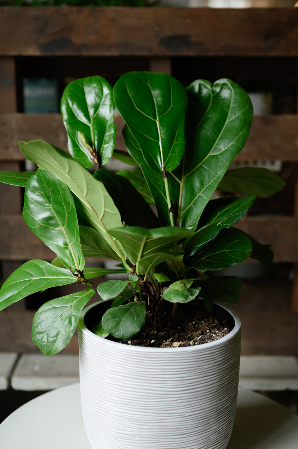 Fiddle-Leaf Fig x Ficus Lyrata