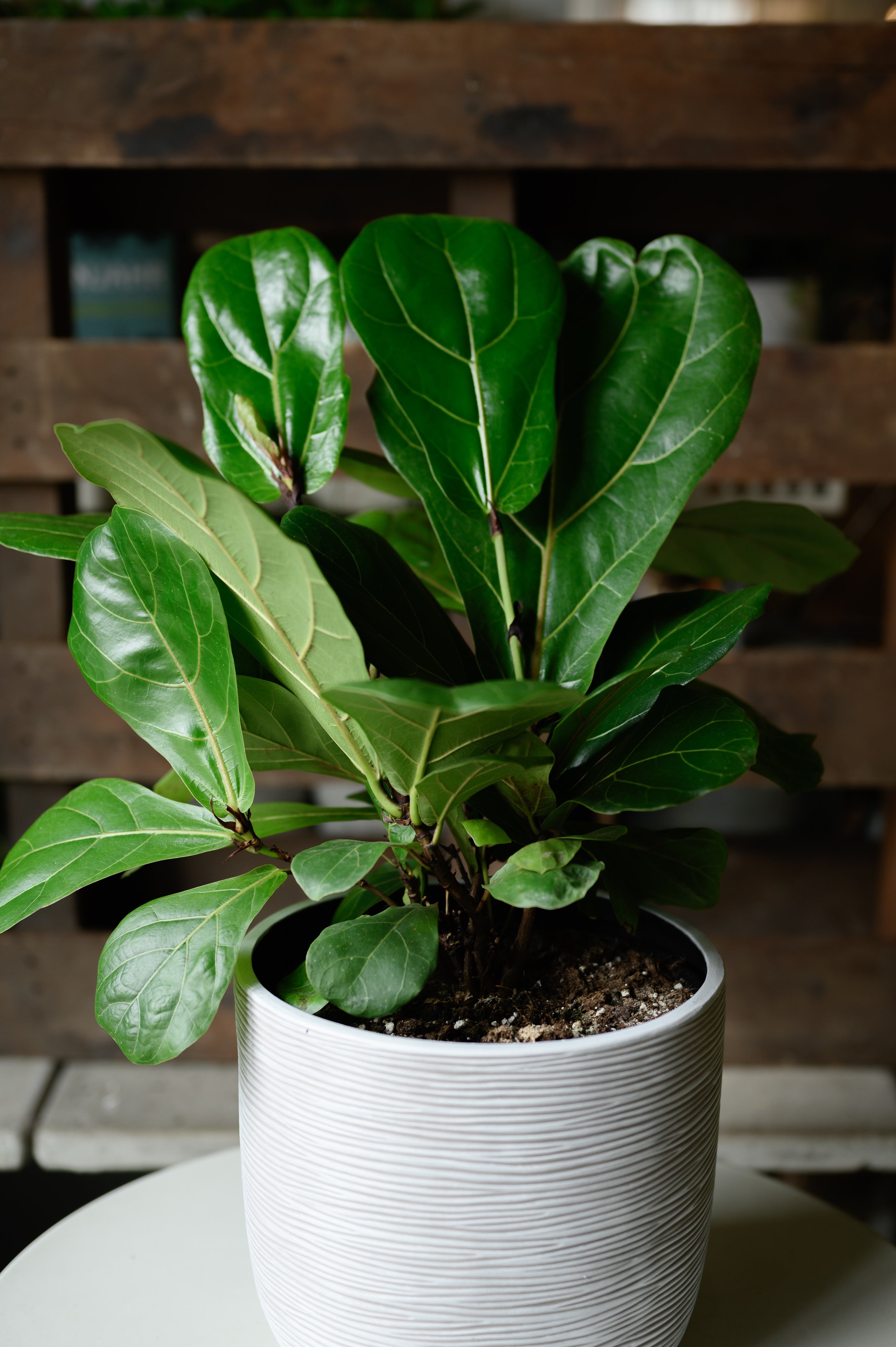 Fiddle-Leaf Fig x Ficus Lyrata