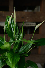 Lade das Bild in den Galerie-Viewer, Peace Lily x Spathiphyllum
