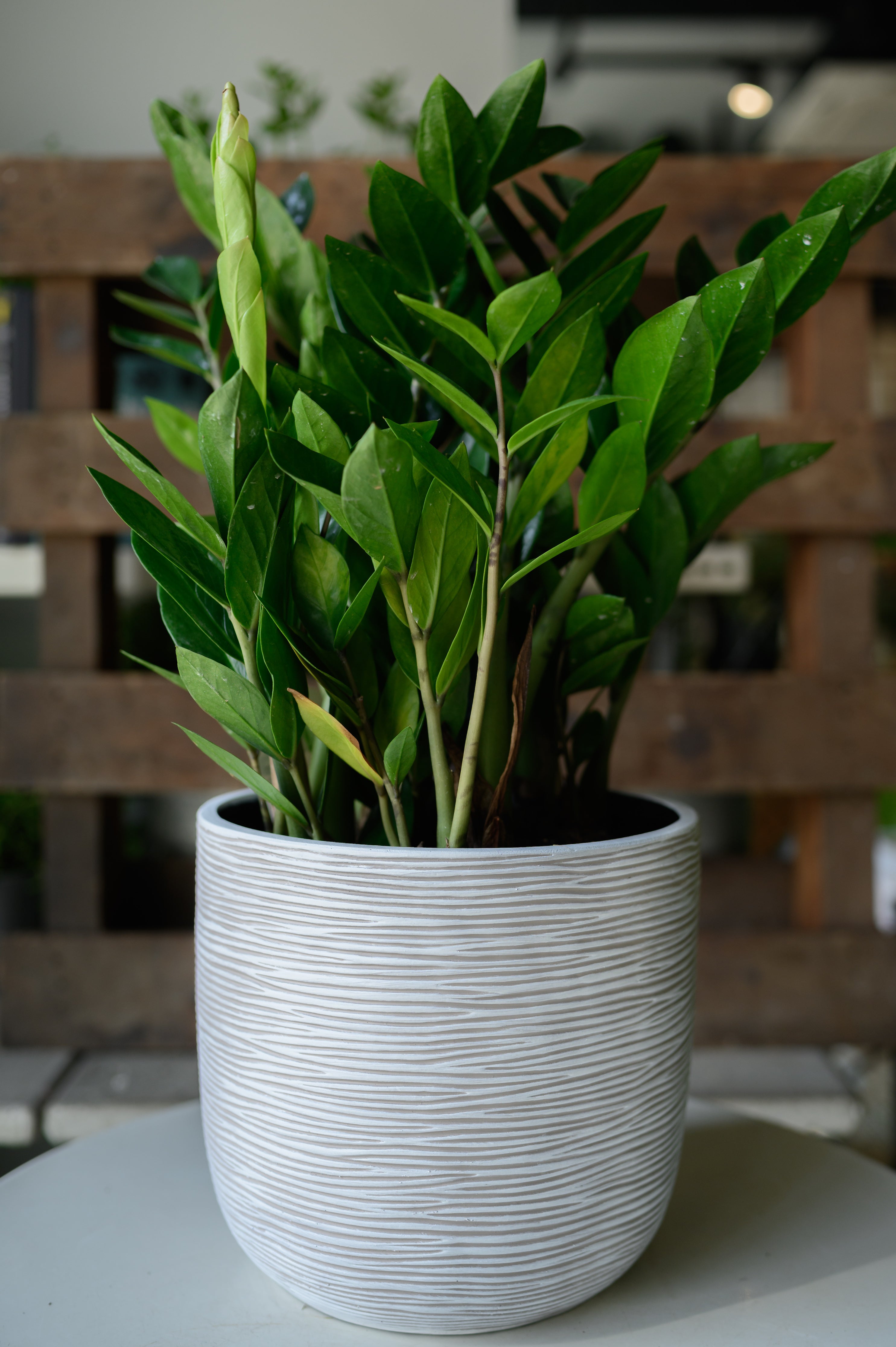 Zamioculcas x Zamioculcas