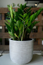 Lade das Bild in den Galerie-Viewer, Glücksfeder x Zamioculcas
