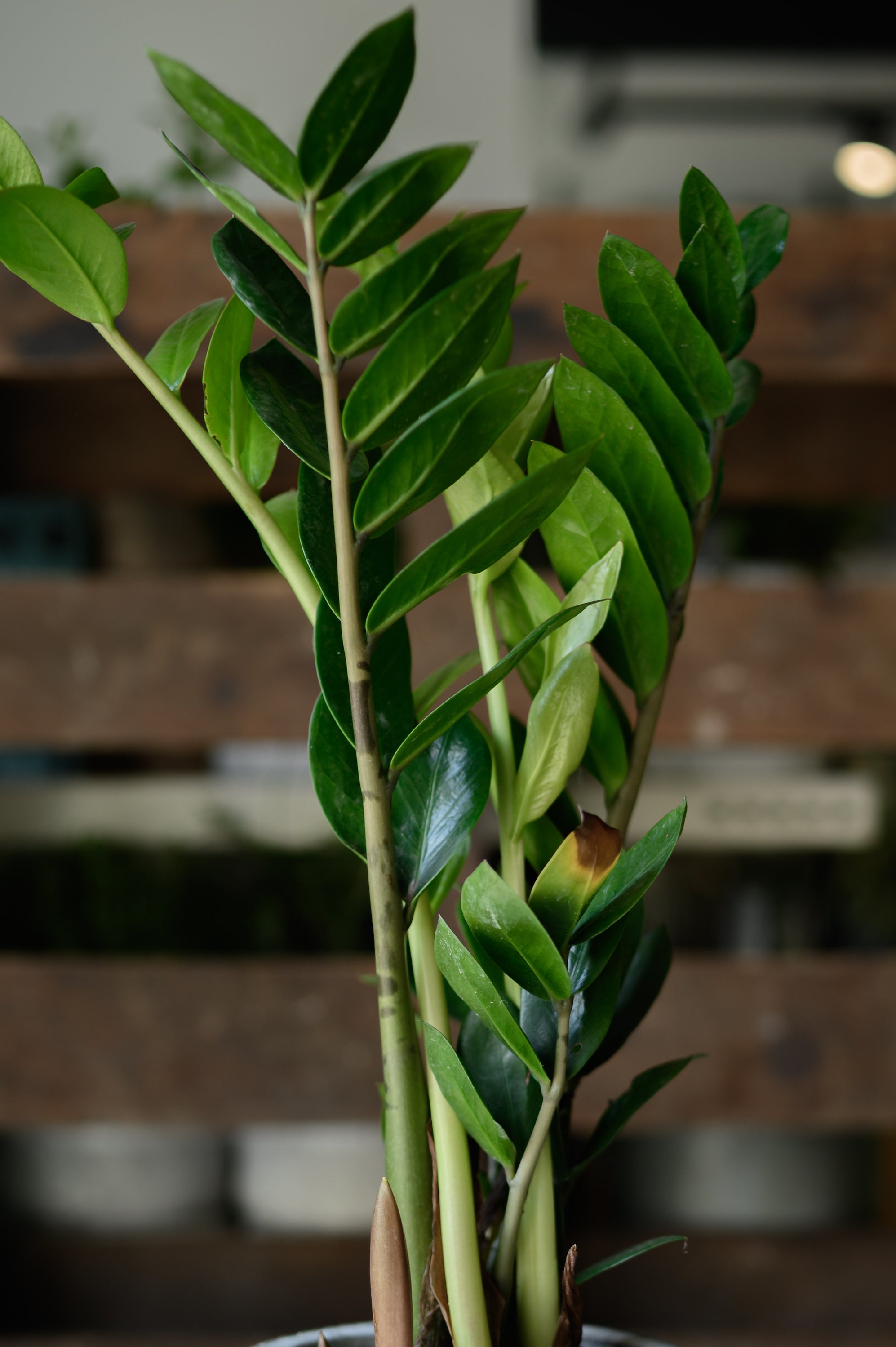Zamioculcas x Zamioculcas