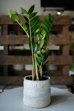 Lade das Bild in den Galerie-Viewer, Glücksfeder x Zamioculcas
