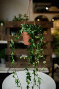 Ivy
