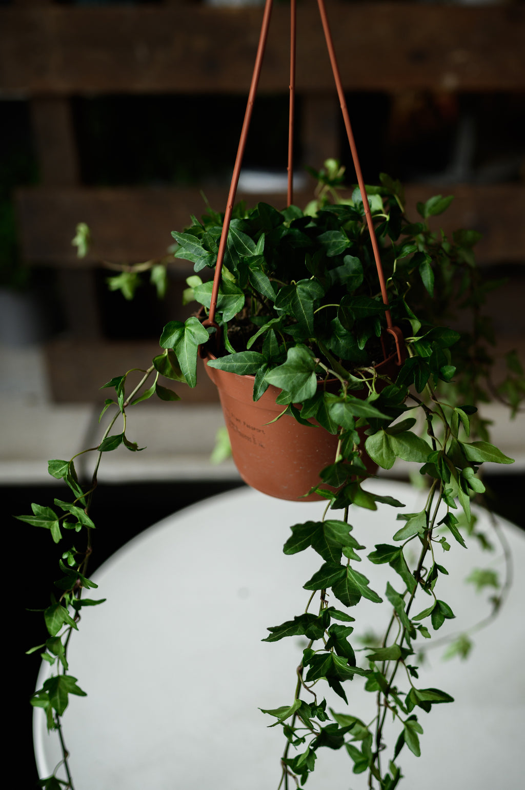 Ivy